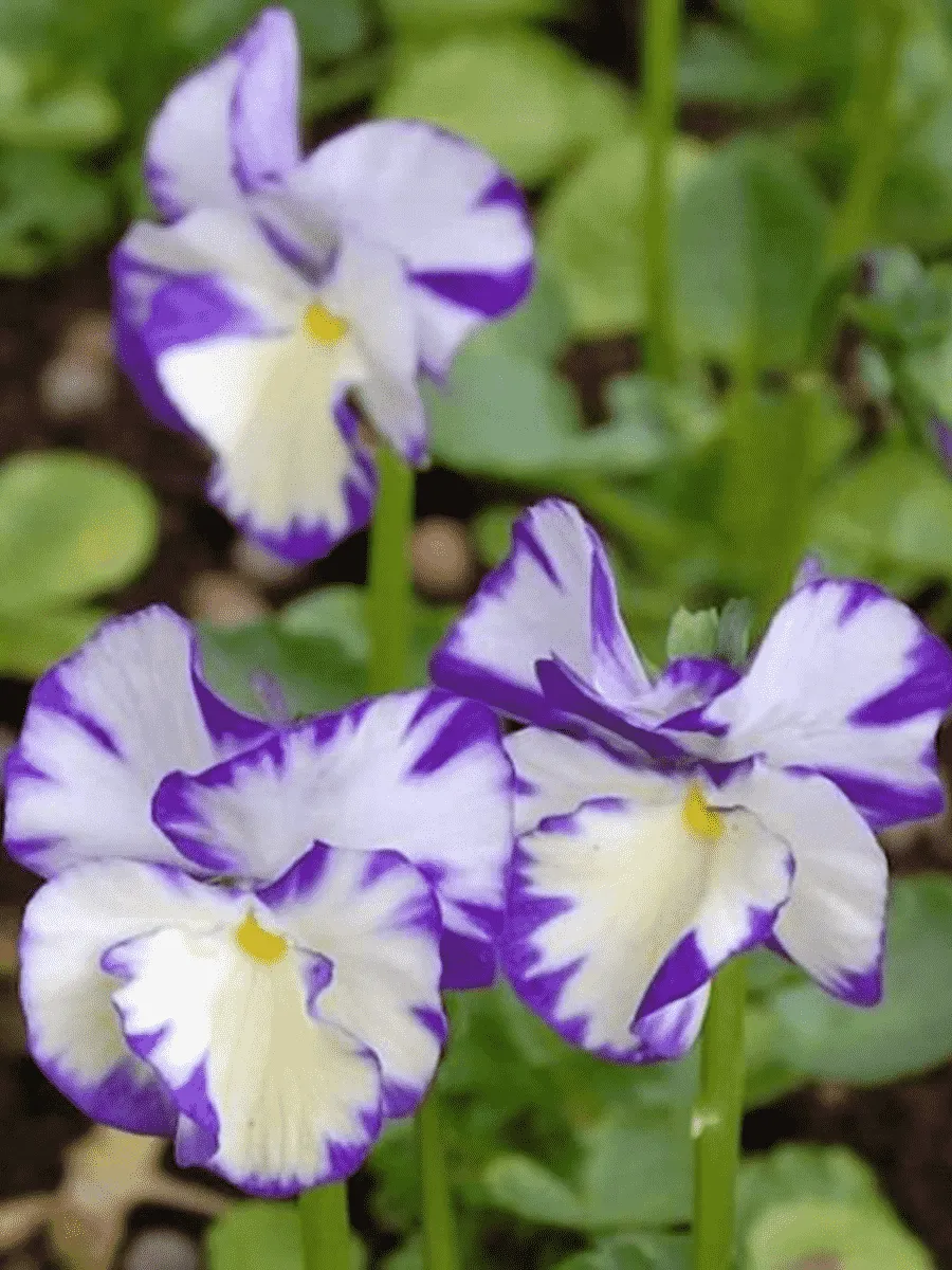 Виола рогатая Rebecca