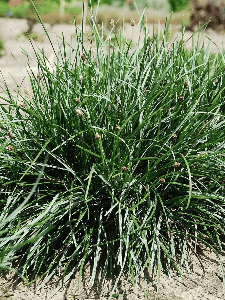 Сеслерия Sadleriana