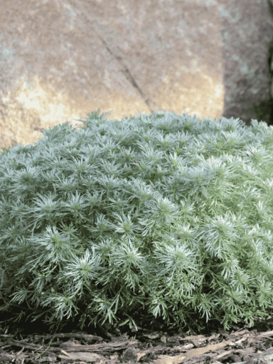 Полынь Шмидта Nana