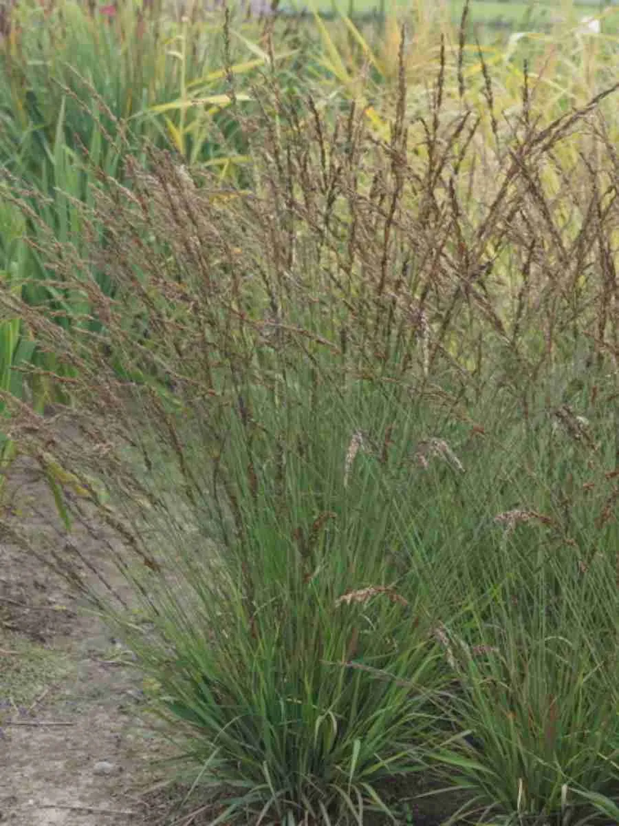 Молиния голубая Edith Dudszus