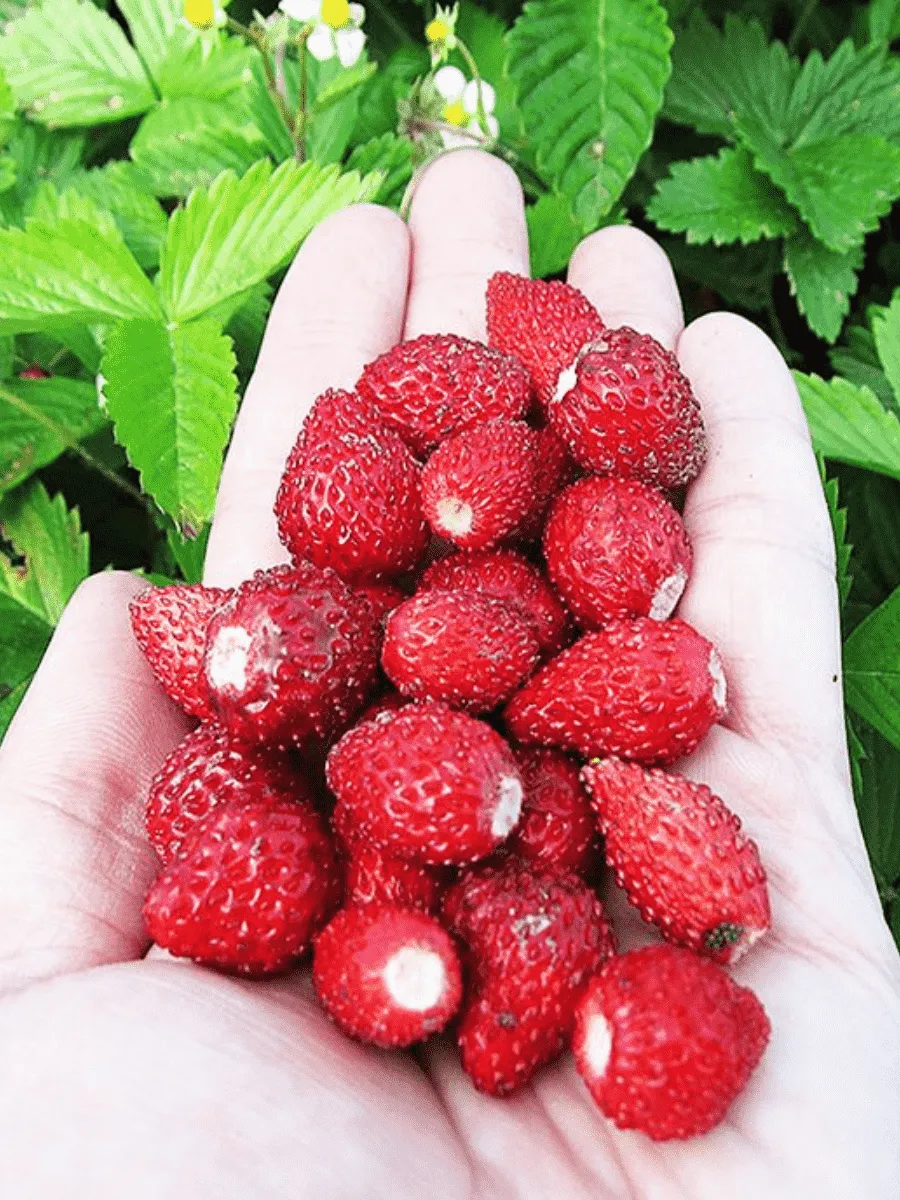 Земляника лесная Ali-Baba