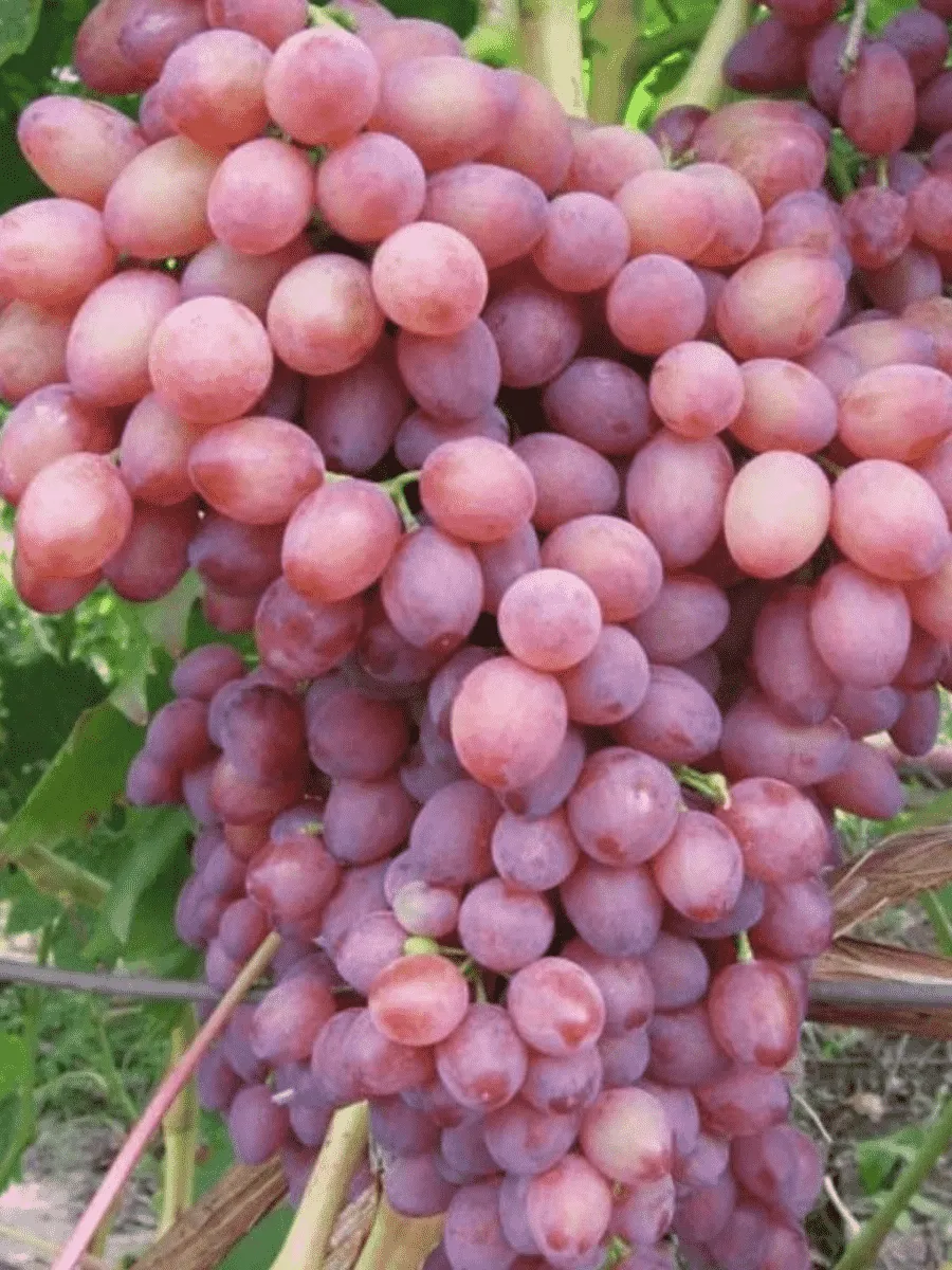 Виноград культурный Лучистый