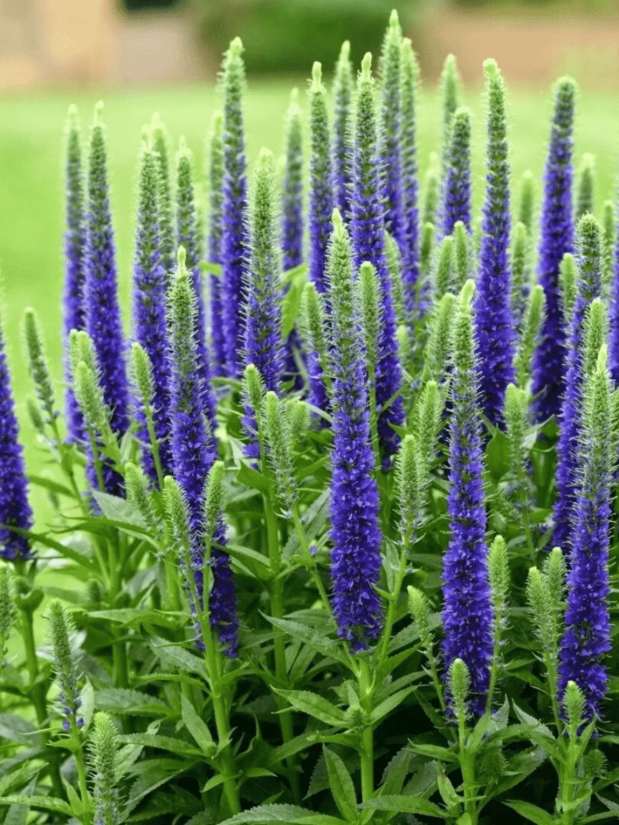 Вероника Ronica Blue