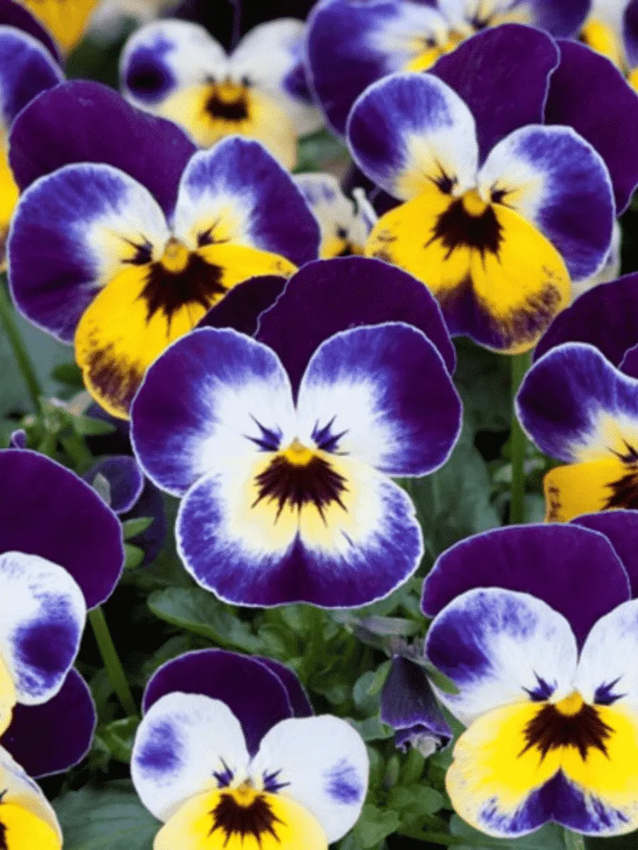 Виола рогатая Jolly Face