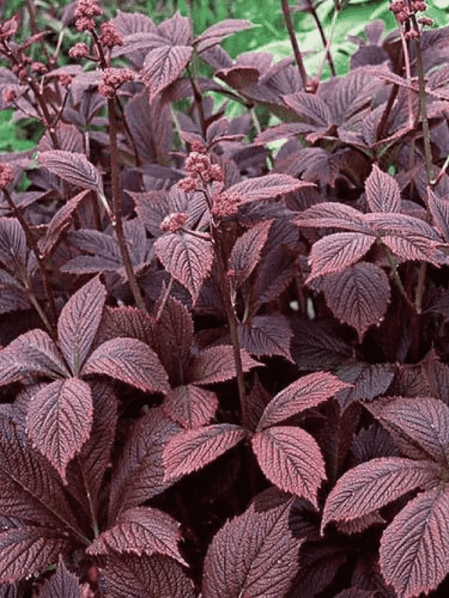 Роджерсия перистая Chocolate Wings
