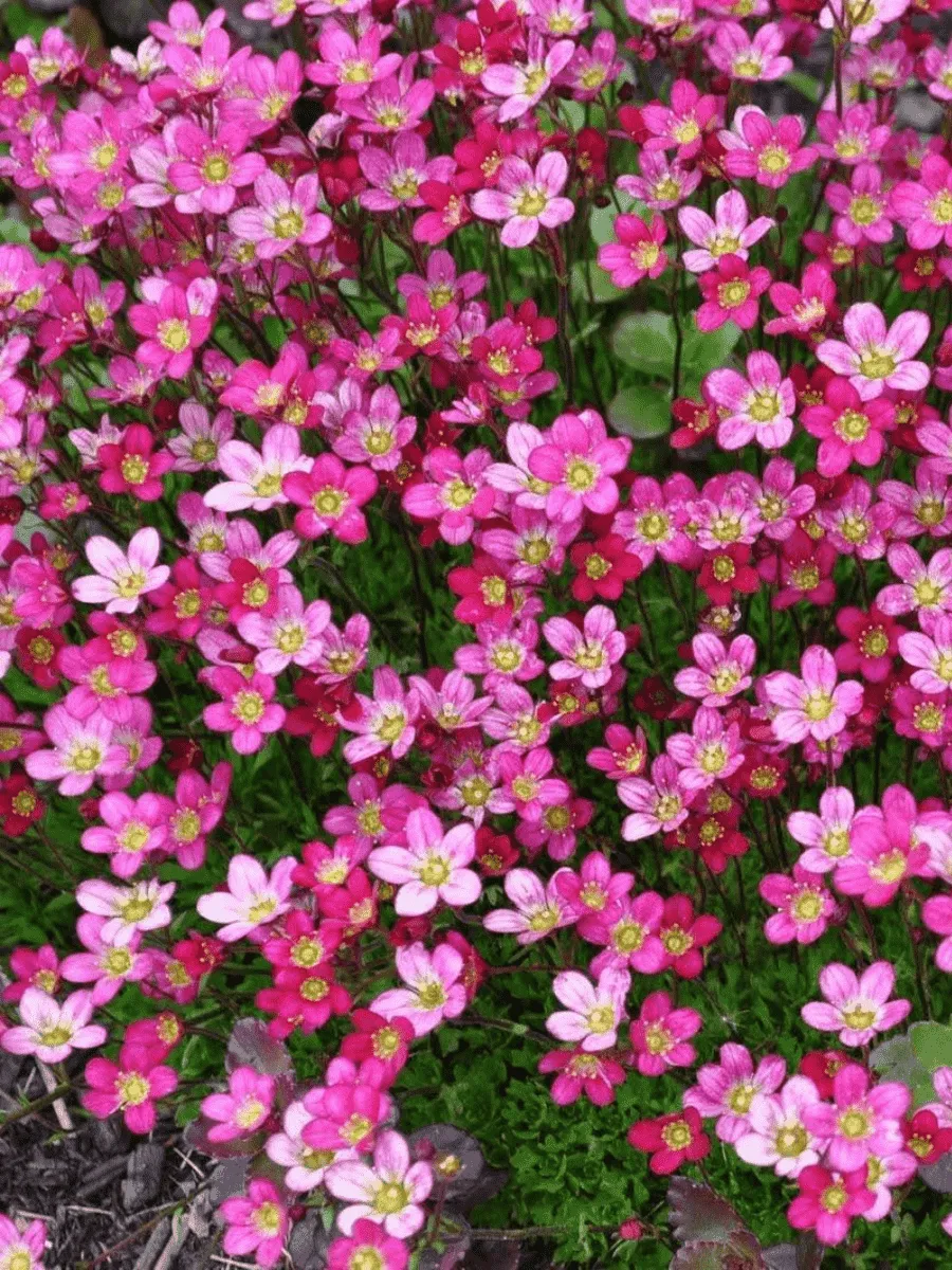 Камнеломка Арендса Marto Picotee Red