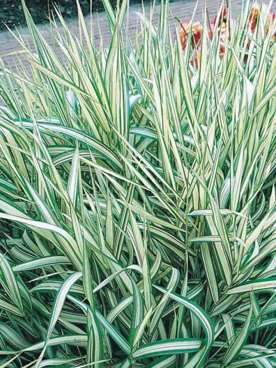 Бухарник мягкий Albovariegatus