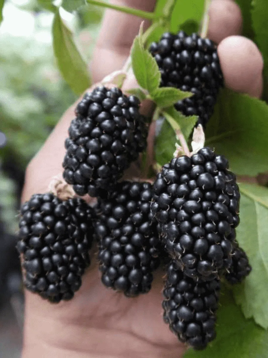 Ежевика ремонтантная Prime Ark Freedom