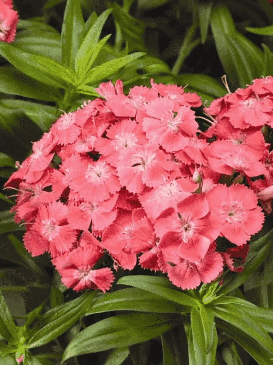 Гвоздика турецкая Barbarini Salmon