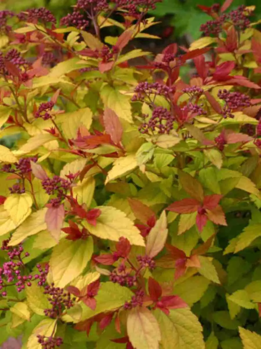 Спирея японская Sparking Carpet 