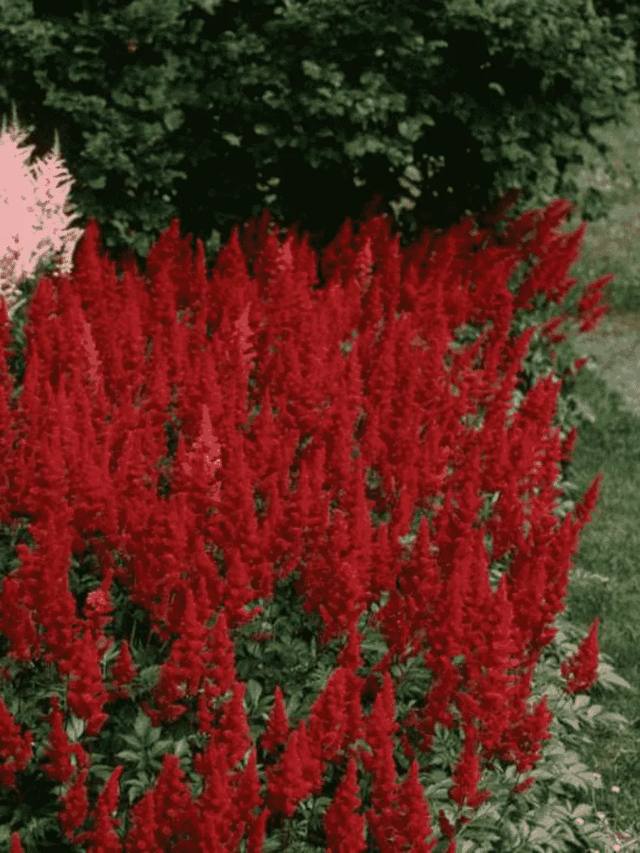 Астильба Арендса Fanal