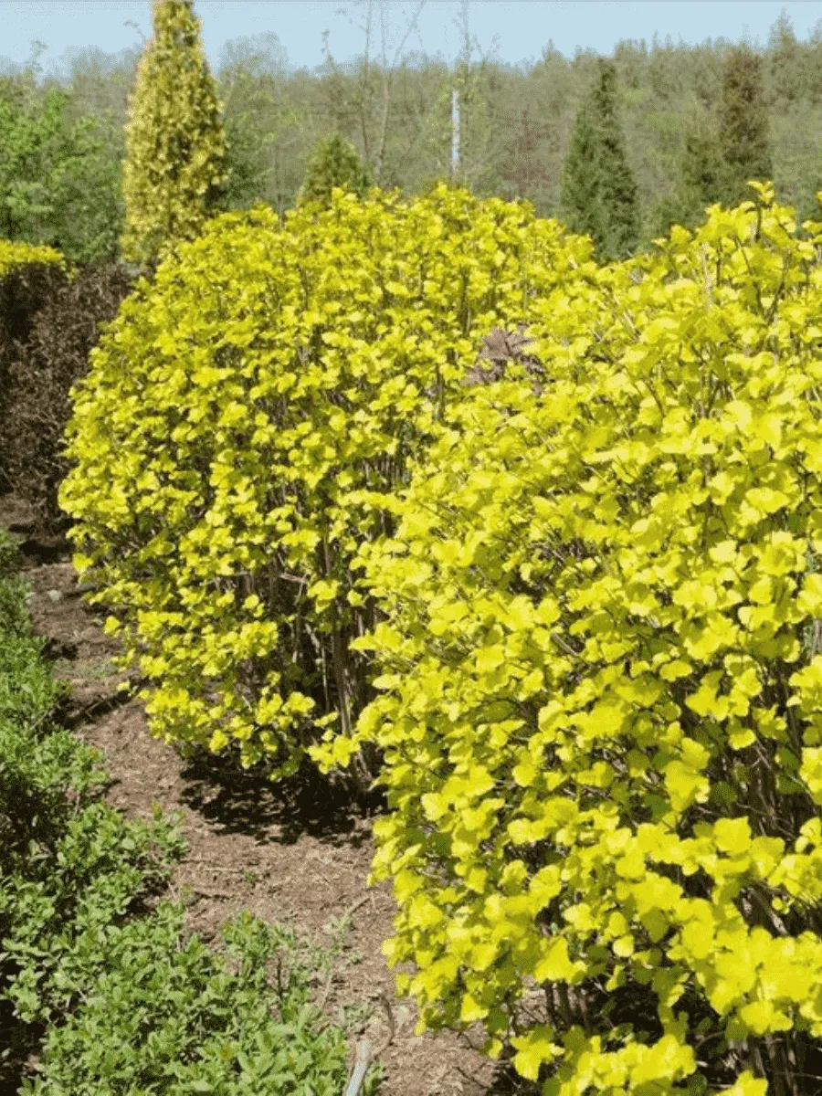 Пузыреплодник калинолистный Luteus