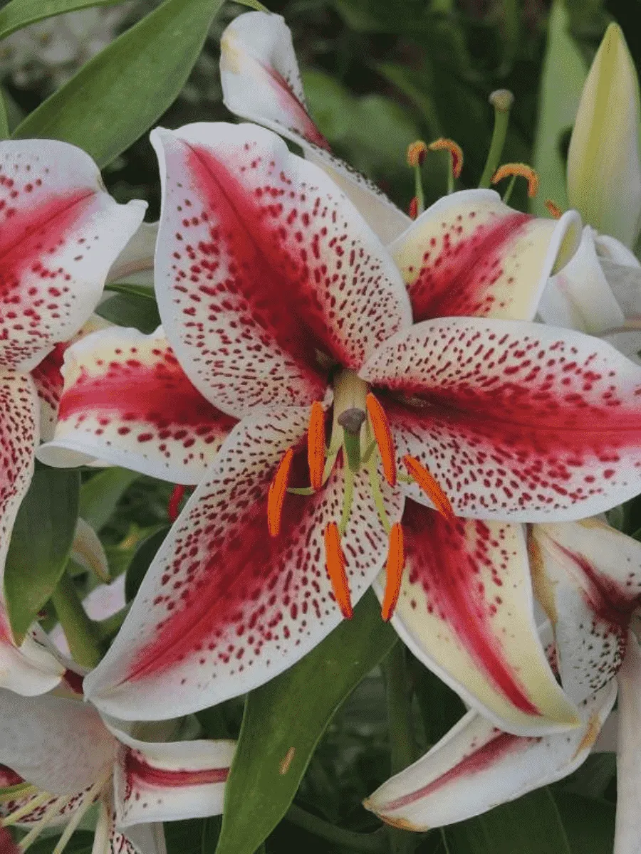 Лилия восточная Tigerwoods