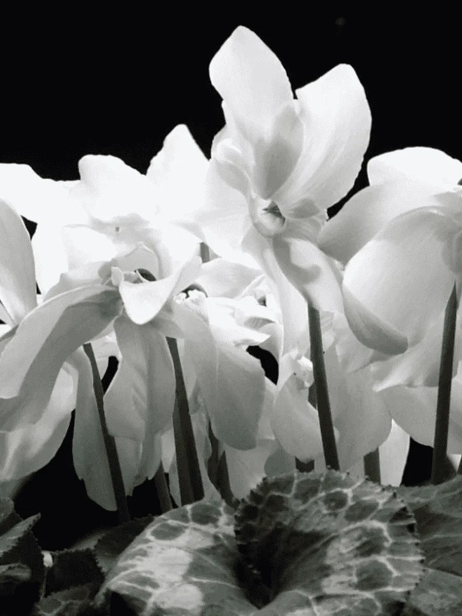 Цикламен персидский White