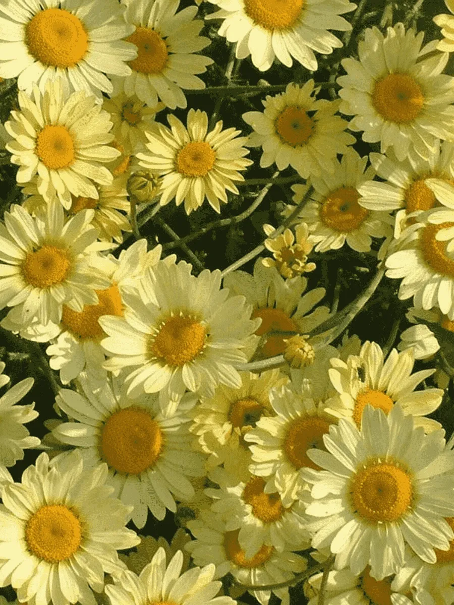 Пупавка гибридная E.C Buxton