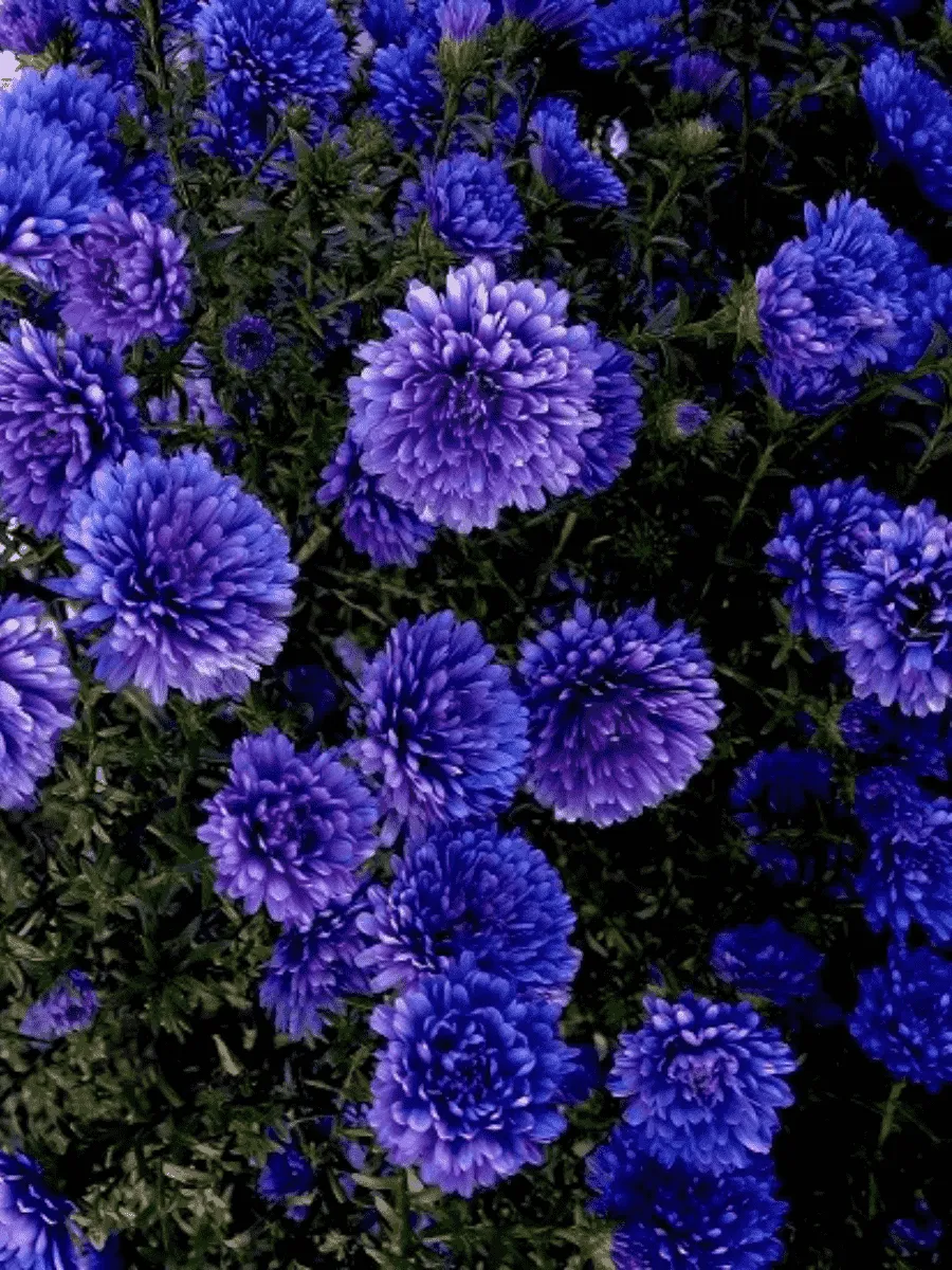 Астра Ново-бельгийская Henry I Blue