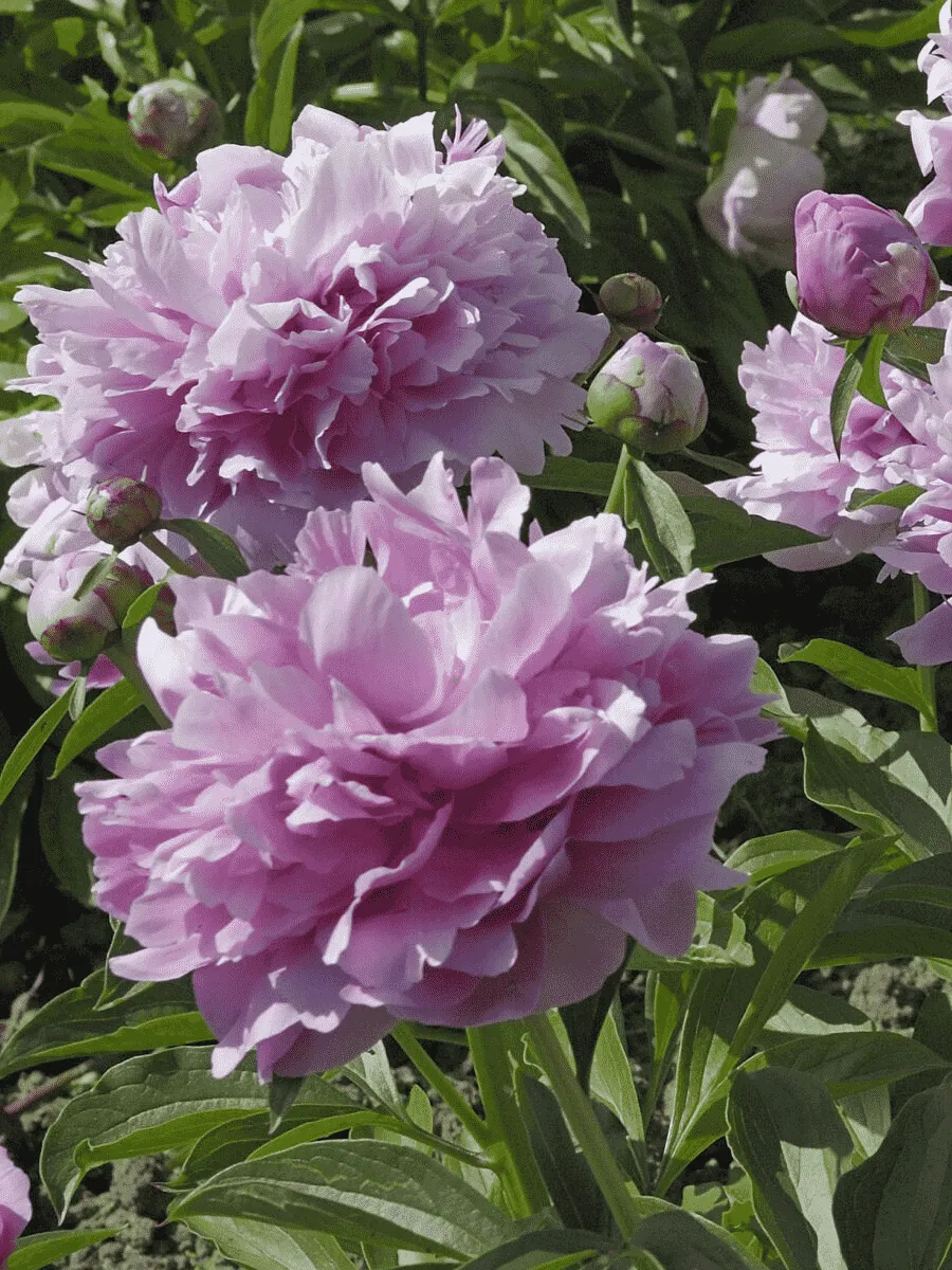 Пион Молочноцветковый Gilbert Barthelot