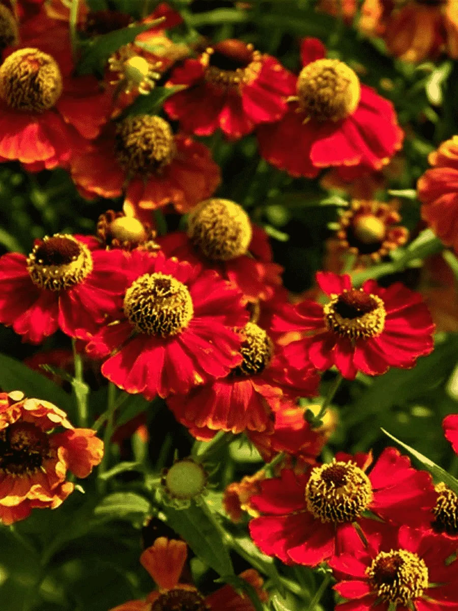 Гелениум осенний Rubinzwerg