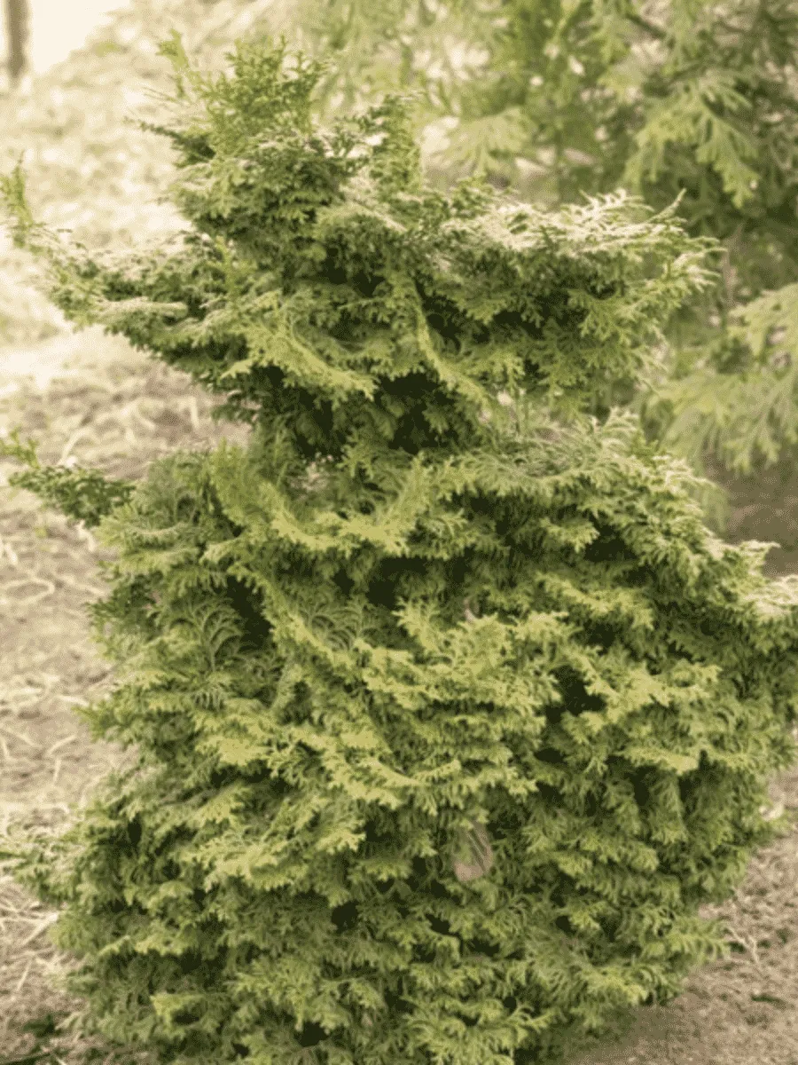 Кипарисовик тупой Pagoda