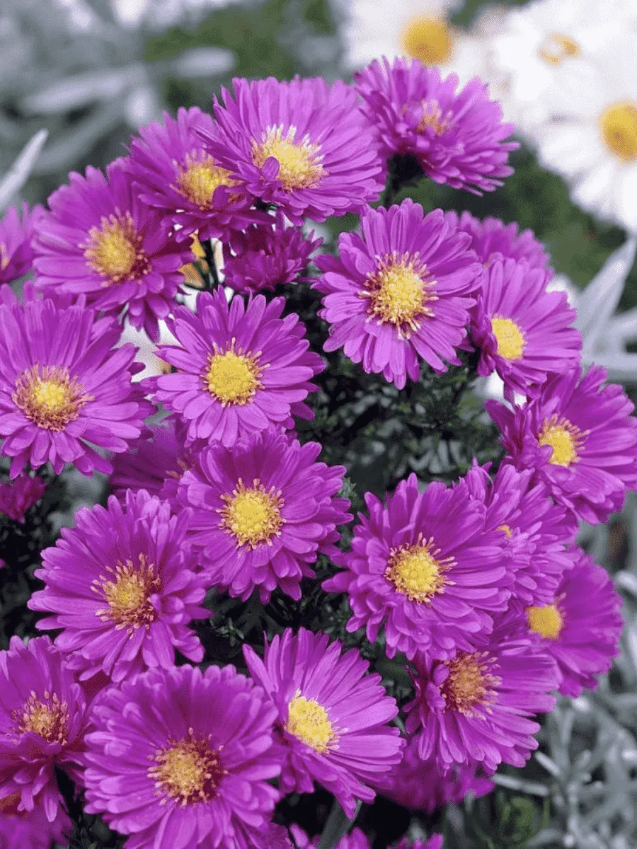 Астра ново-бельгийская Sarah Ballard