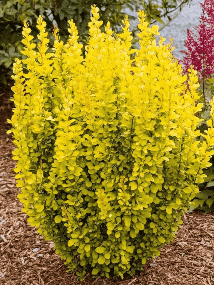 Барбарис Тунберга Maria