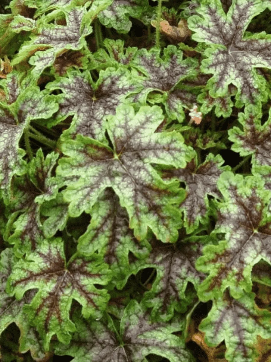 Гейхерелла