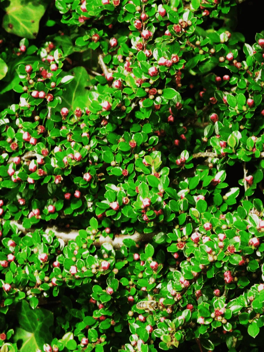 Кизильник горизонтальный Tangstedt