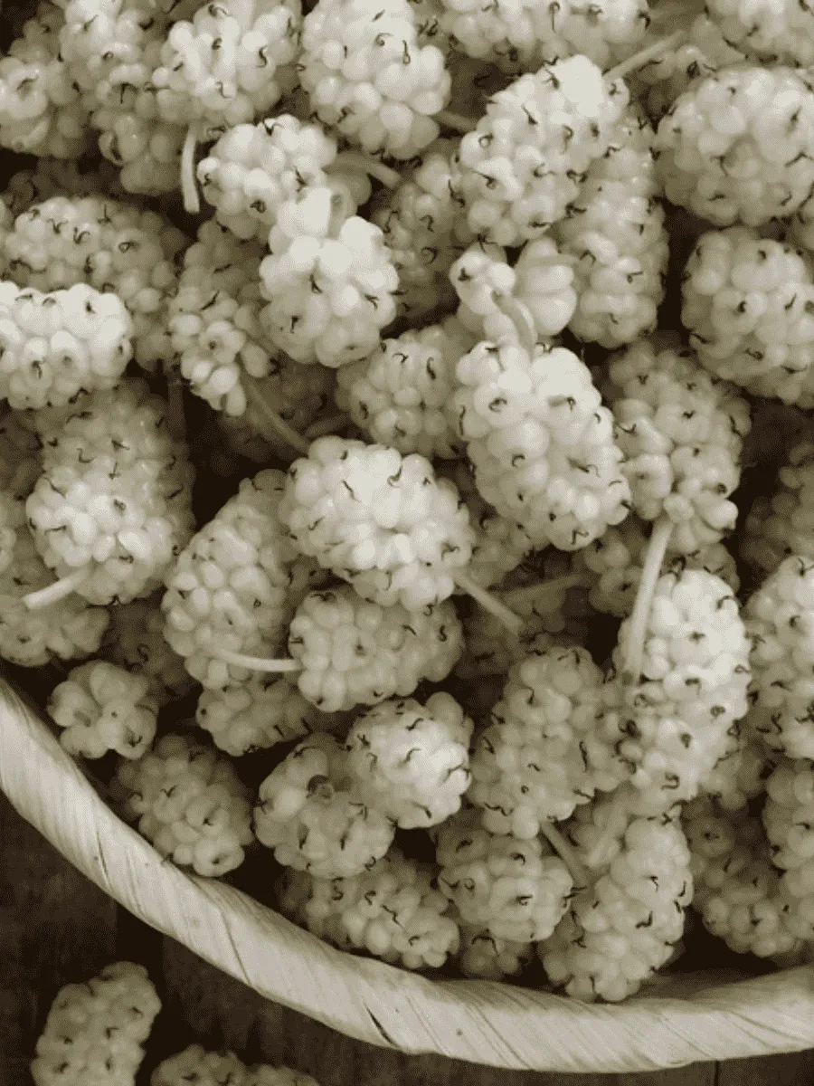 Шелковица белая