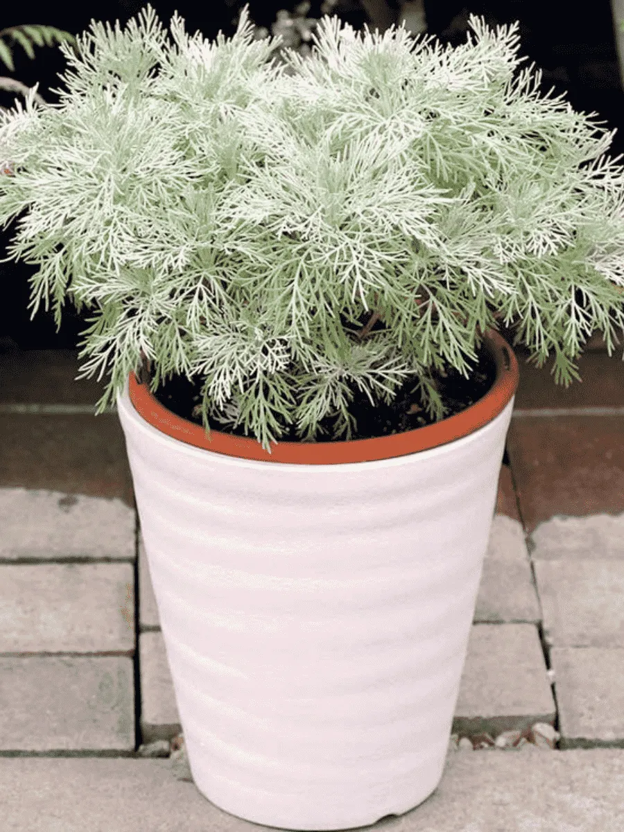 Полынь MAKANA™ Silver