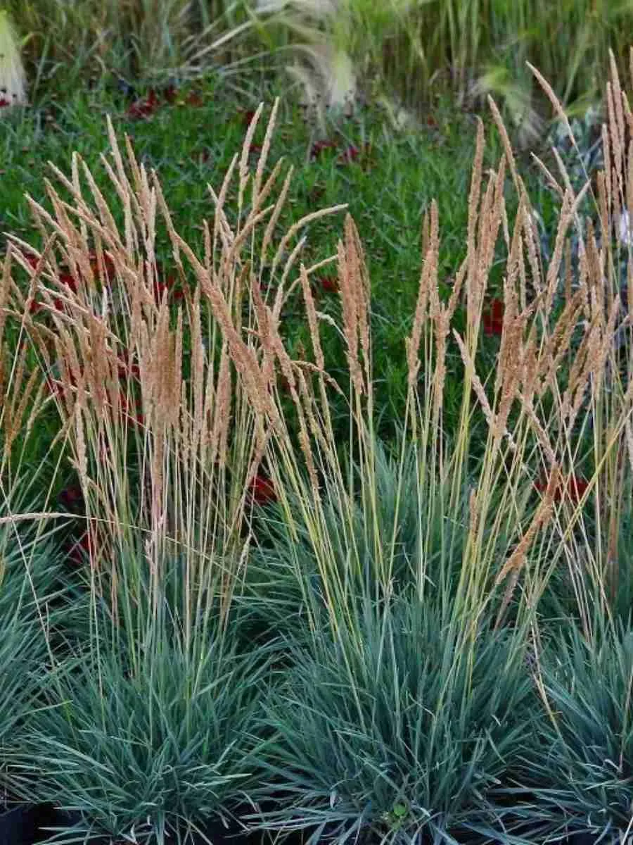 Колерия сизая Coolio