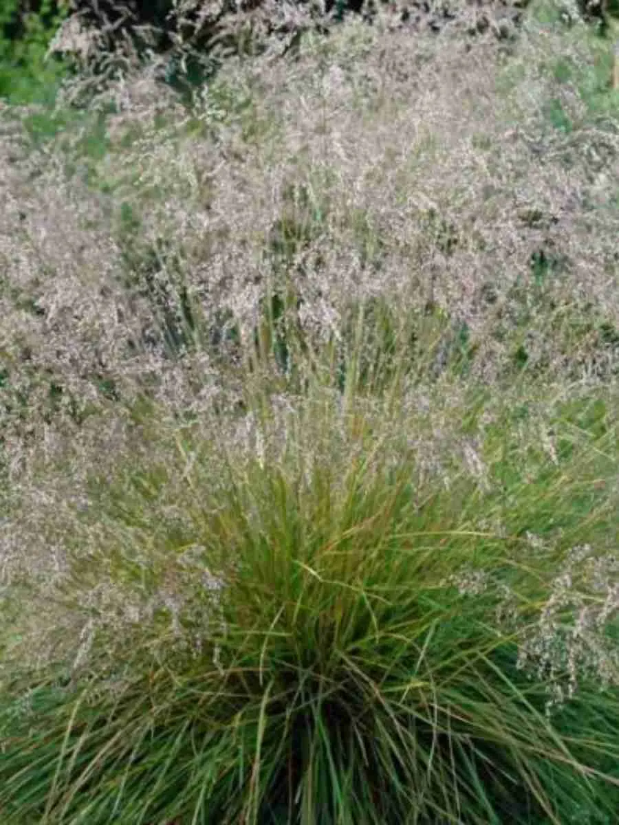 Щучка дернистая