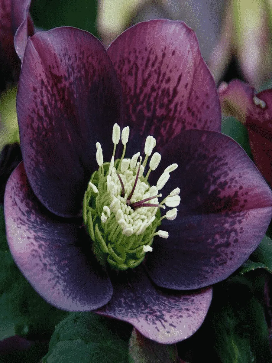 Морозник восточный Single Purple