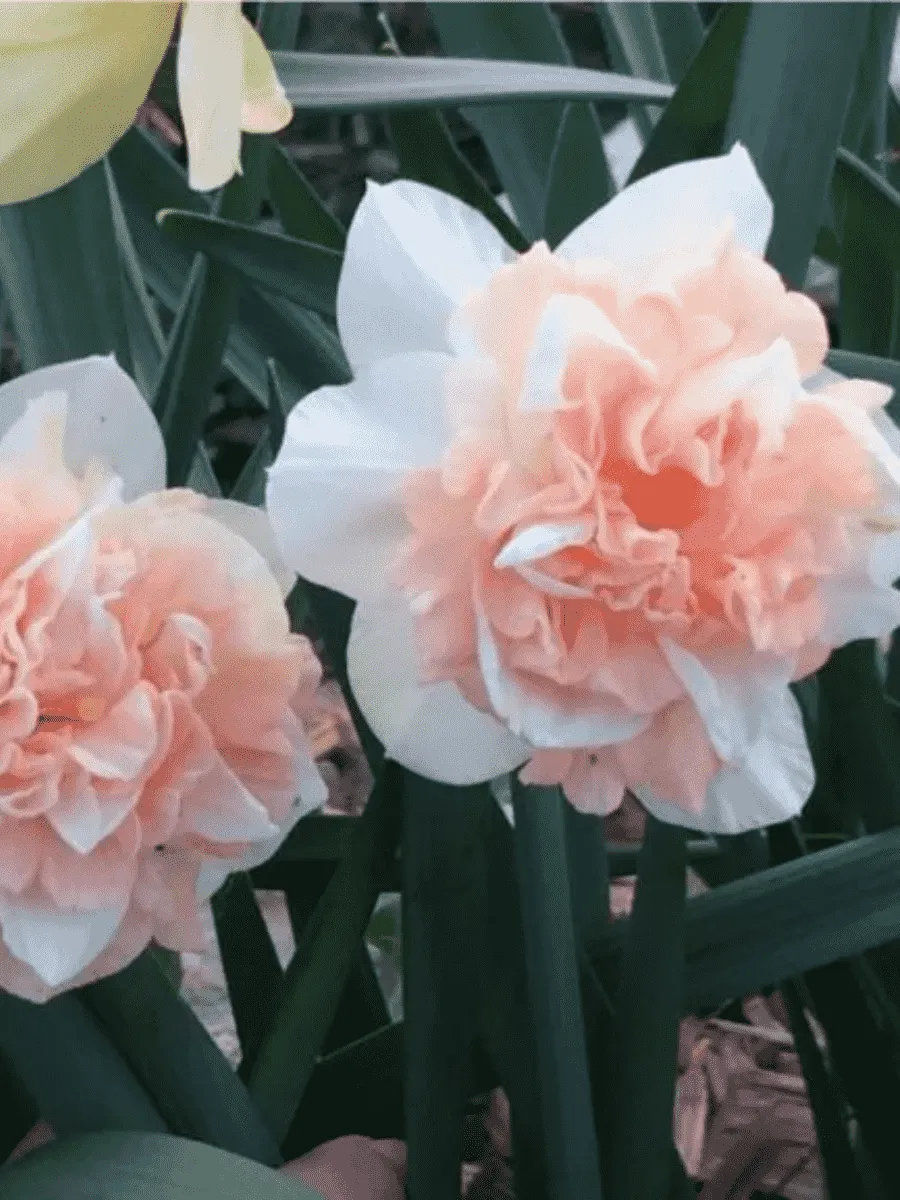 Нарцисс Rosy Cloud