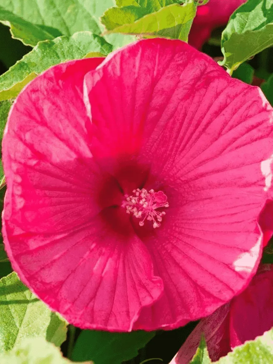 Гибискус мускусный Luna Rose