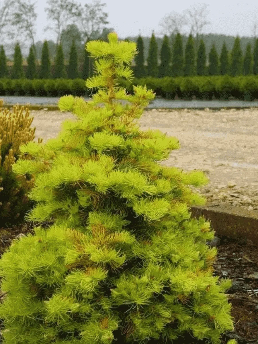 Пихта одноцветная Wintergold