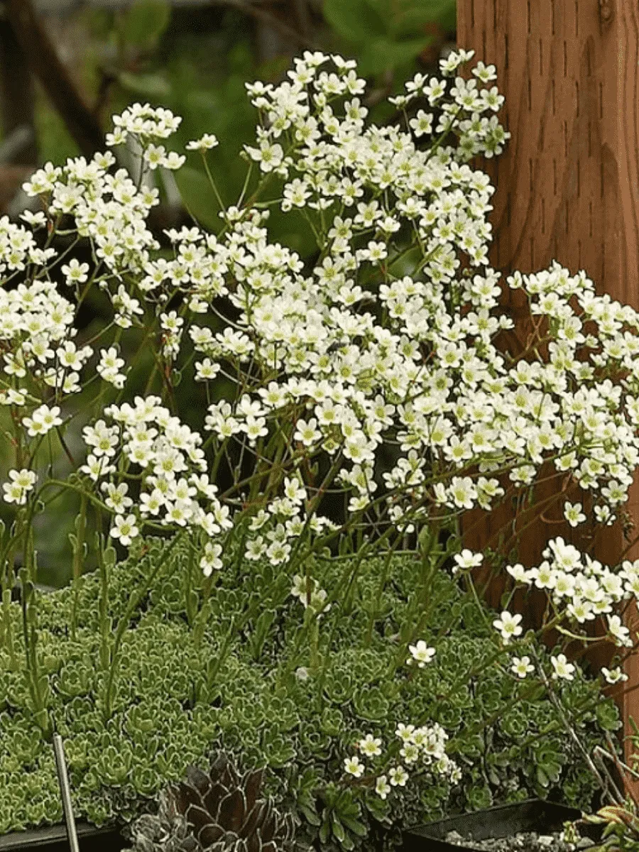 Камнеломка метельчатая