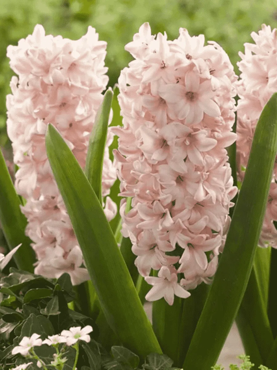 Гиацинт China Pink