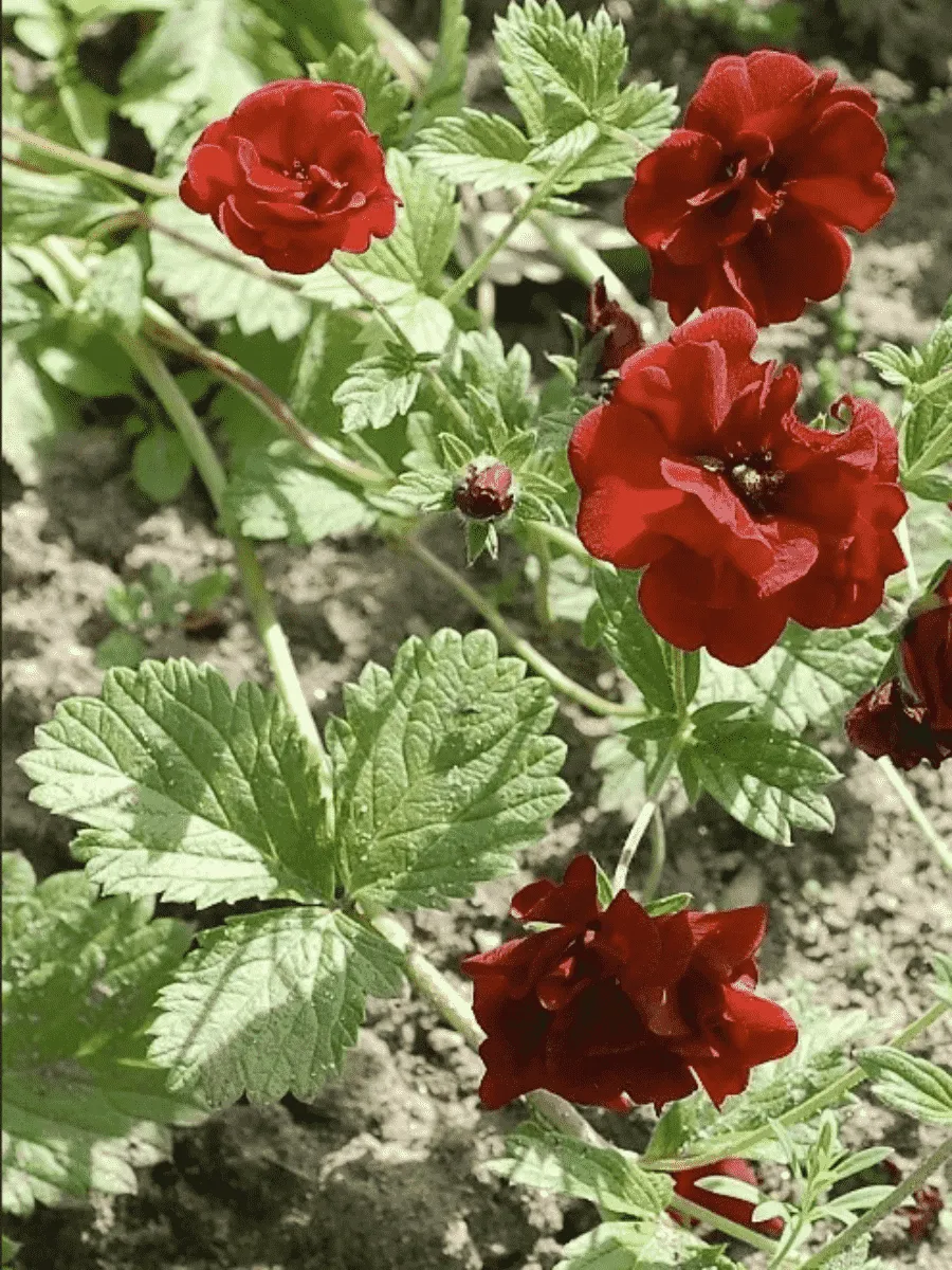 Лапчатка гибридная Vulcan