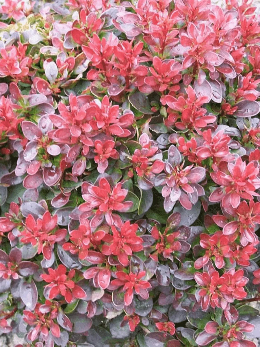 Барбарис Тунберга Bagatelle