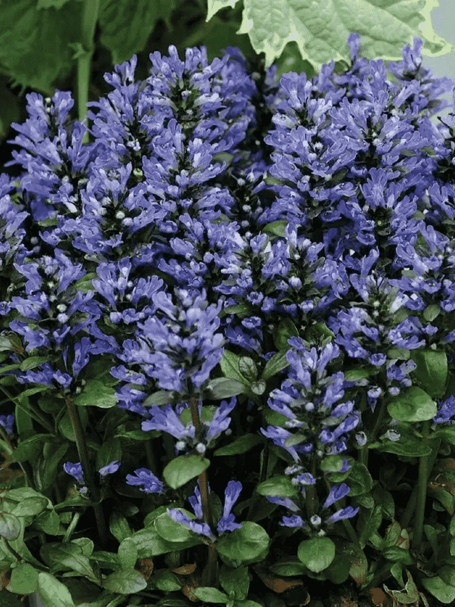 Живучка ползучая Blueberry Muffin