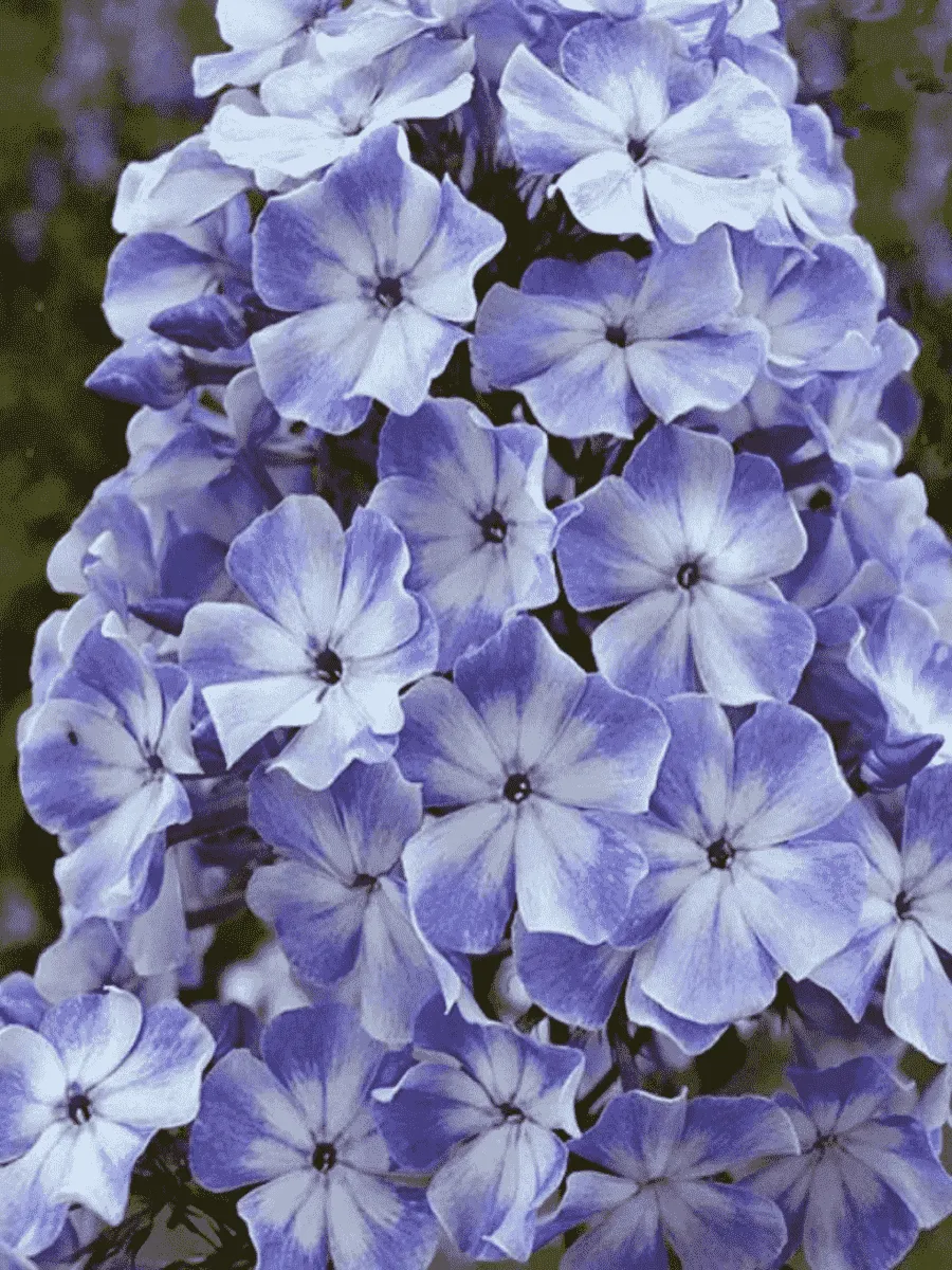 Флокс Остров Санторини