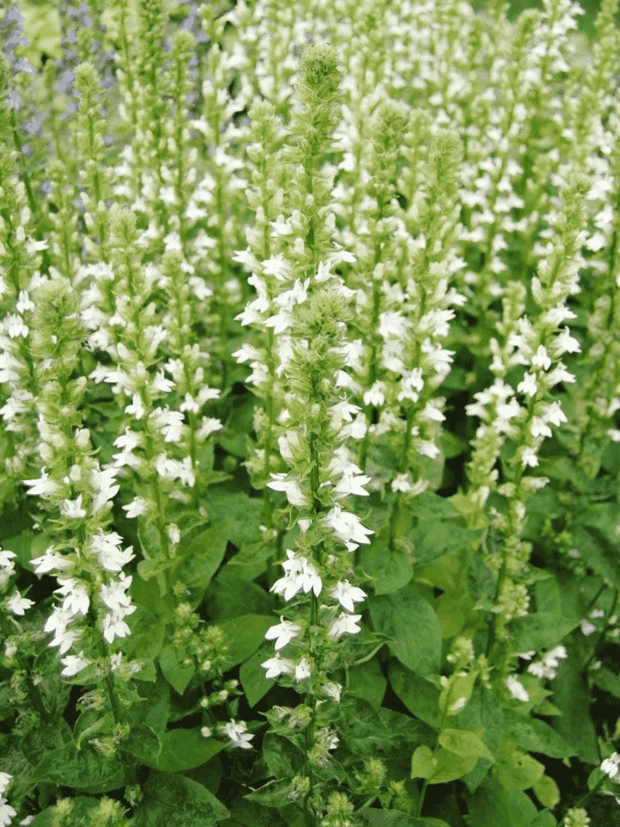 Лобелия синяя Alba