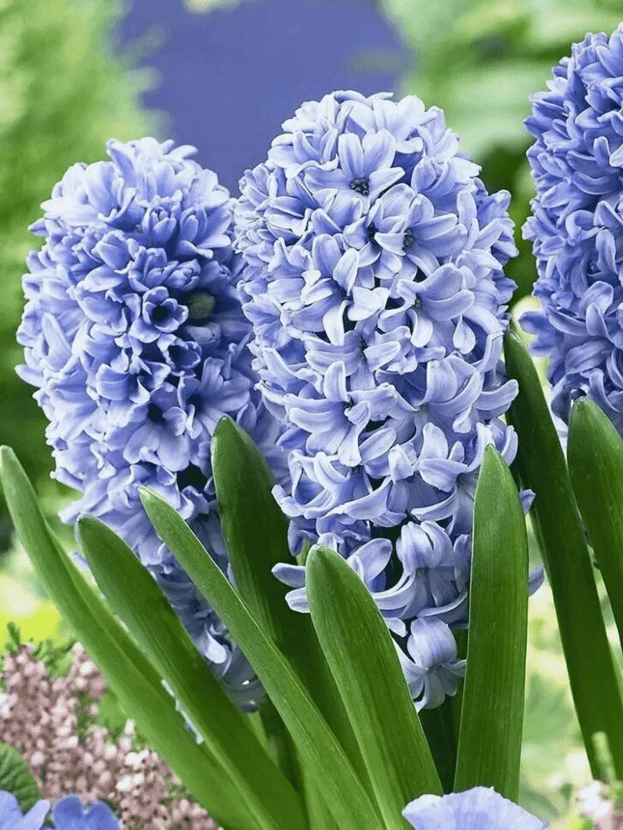 Гиацинт Delft Blue