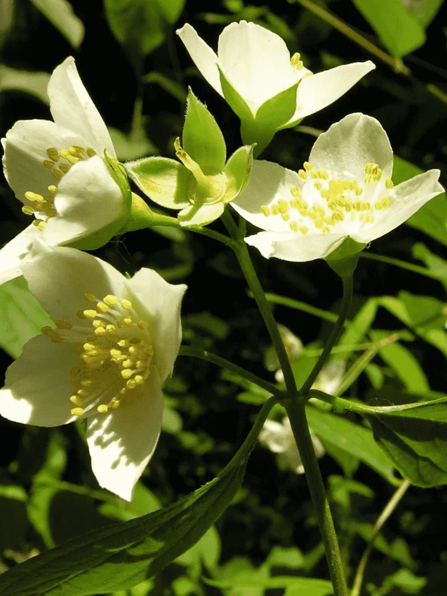 Чубушник Магдалины