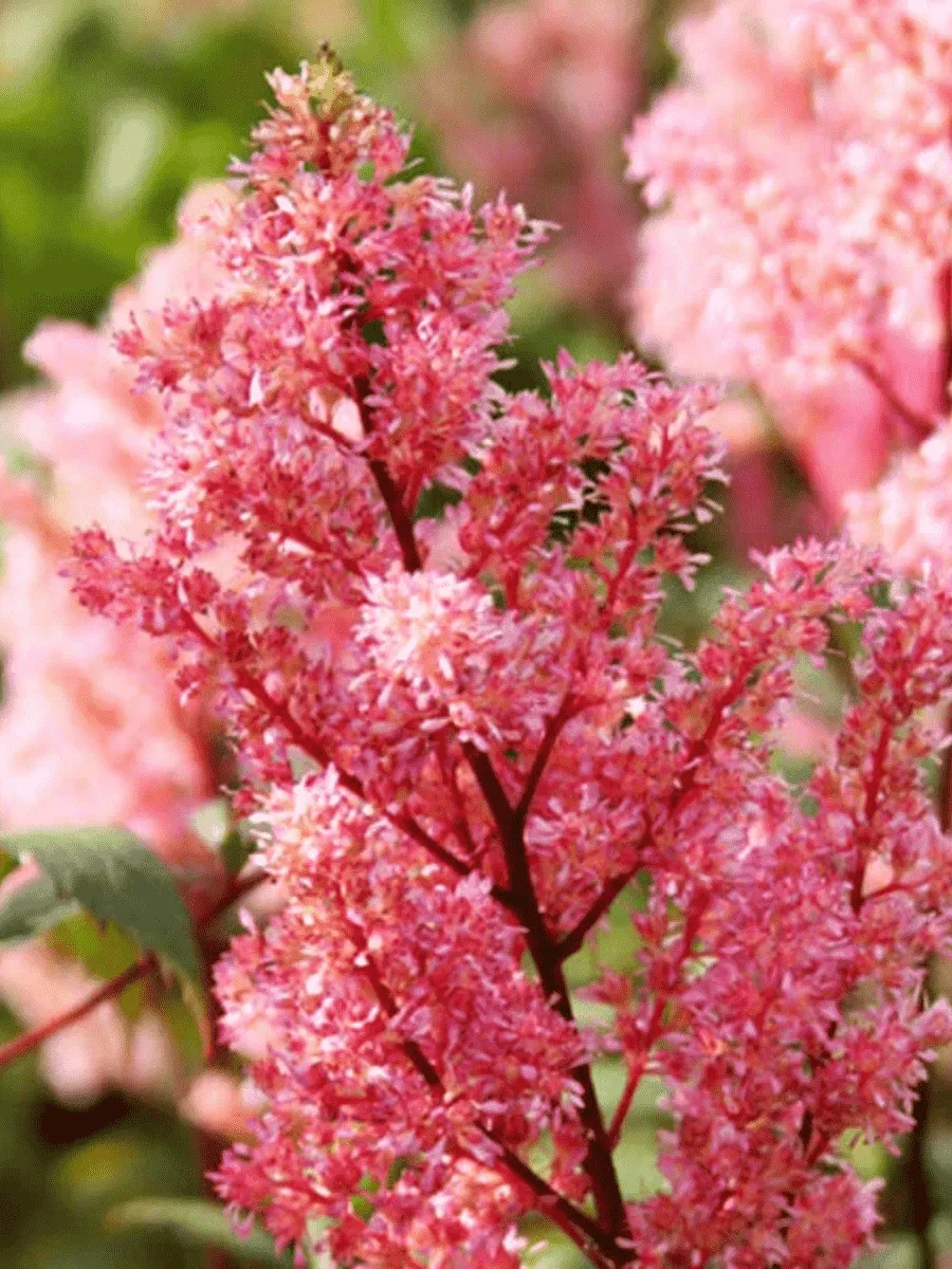 Астильба японская Lollypop