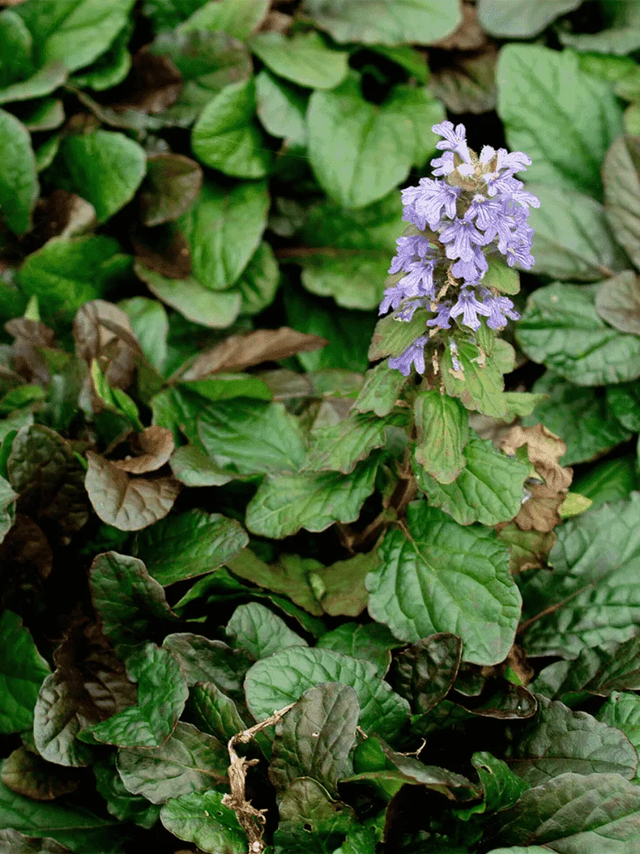 Живучка ползучая Bronze Beauty