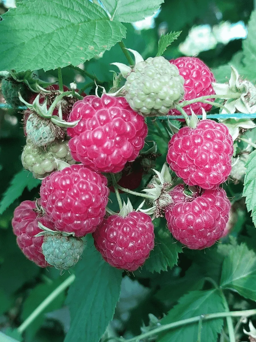 Малина обыкновенная Октавия