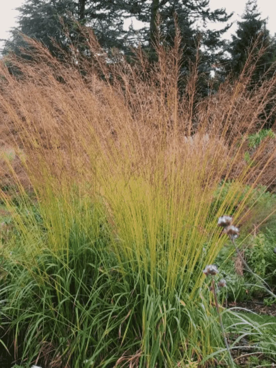 Молиния тростниковая Karl Foerster