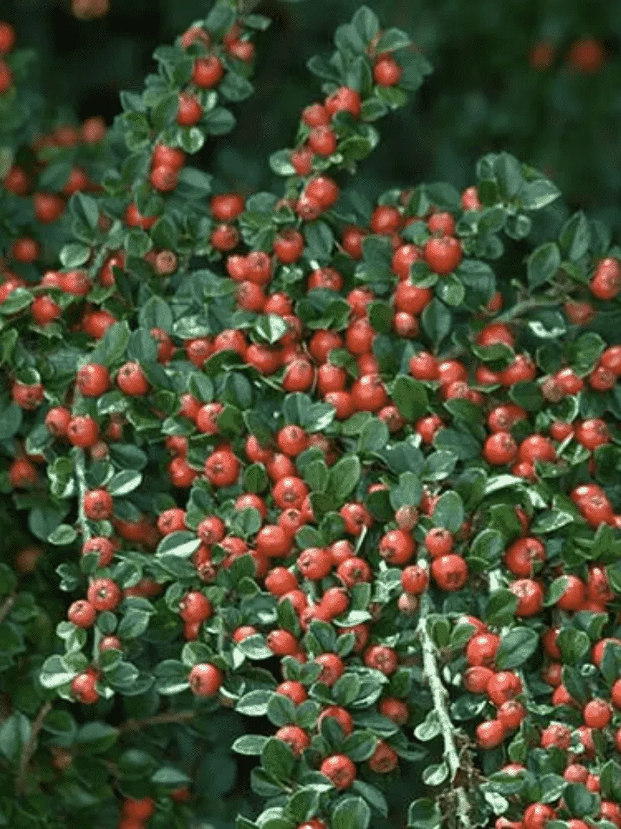 Кизильник горизонтальный