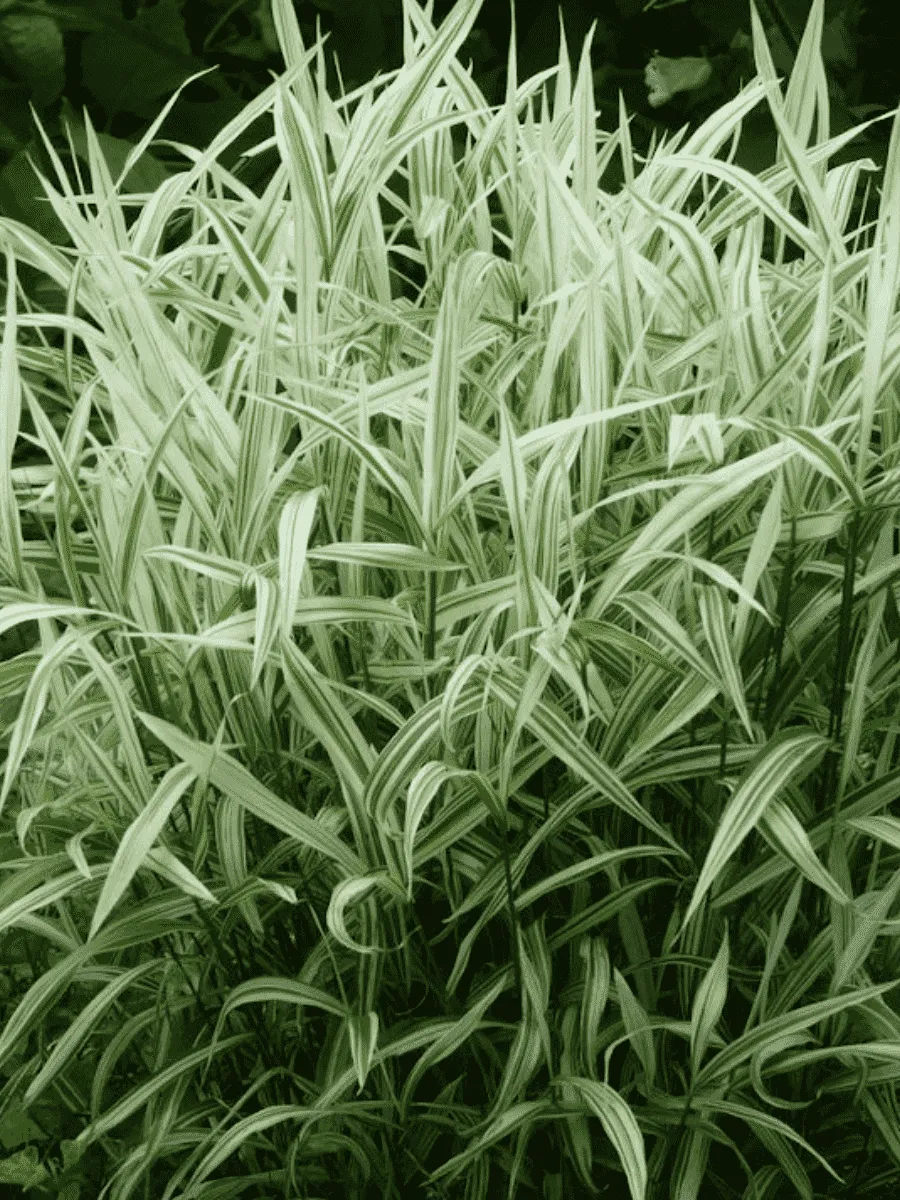 Хасмантиум  River Mist